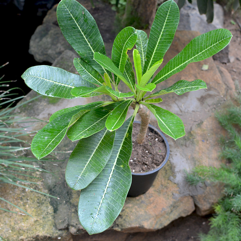 Plumeria rubra Penang Peach Champa Plant - myBageecha