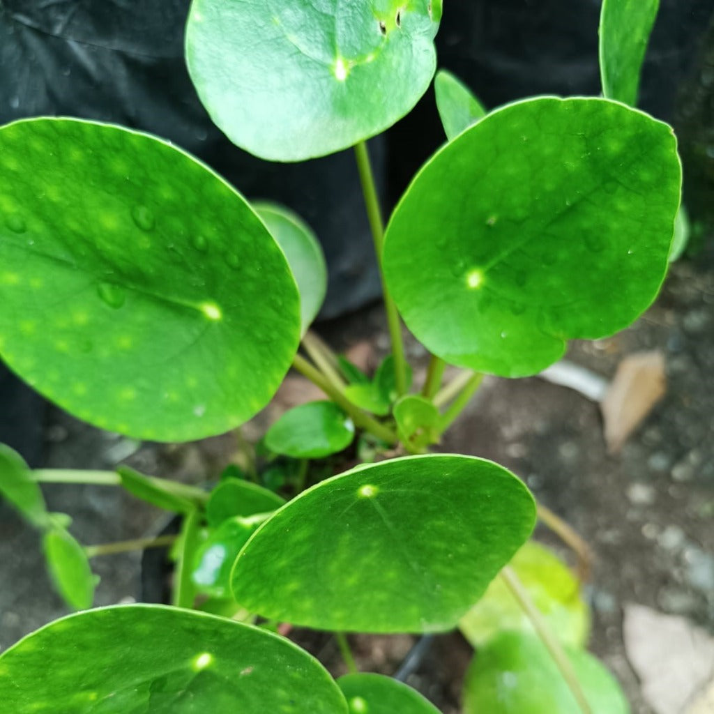 Pilea peperomioides Succulent Plant-myBageecha