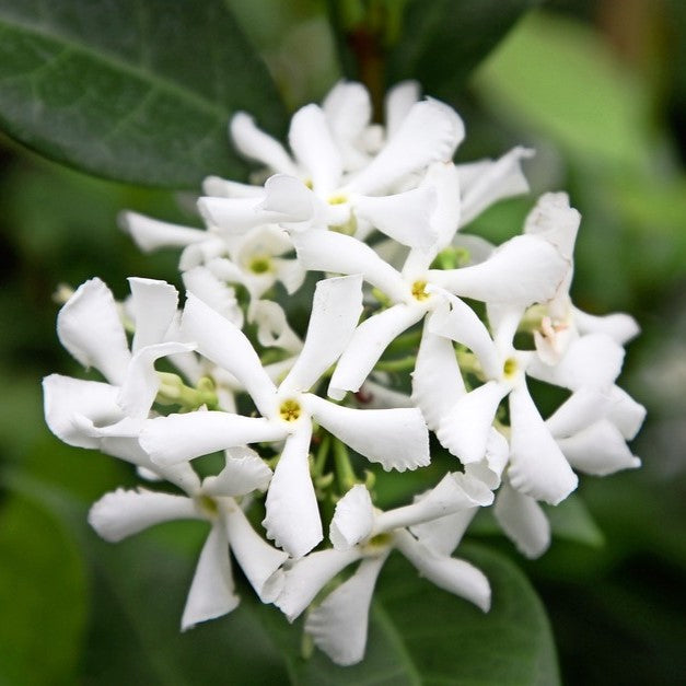 Chinese star jasmine Plant-mybageecha