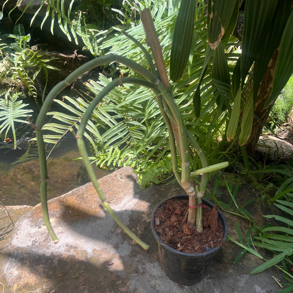 Cissus Subaphylla Succulent Plant