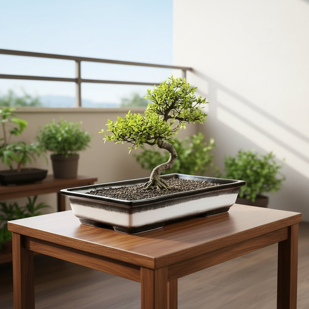 Classic Rectangular Bonsai Ceramic Tray with Plant kept in balcony -myBageecha