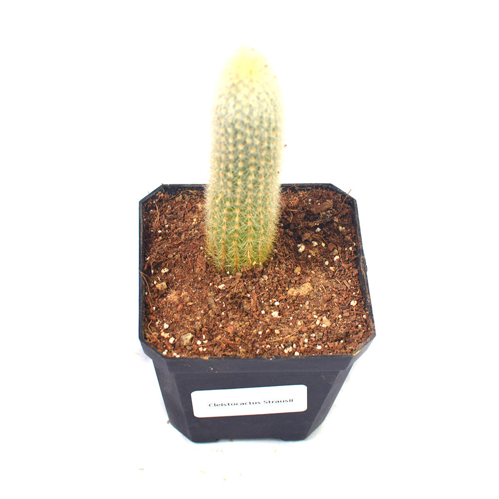 Cleistocactus Strausii Wooly Torch Cactus Plant - myBageecha