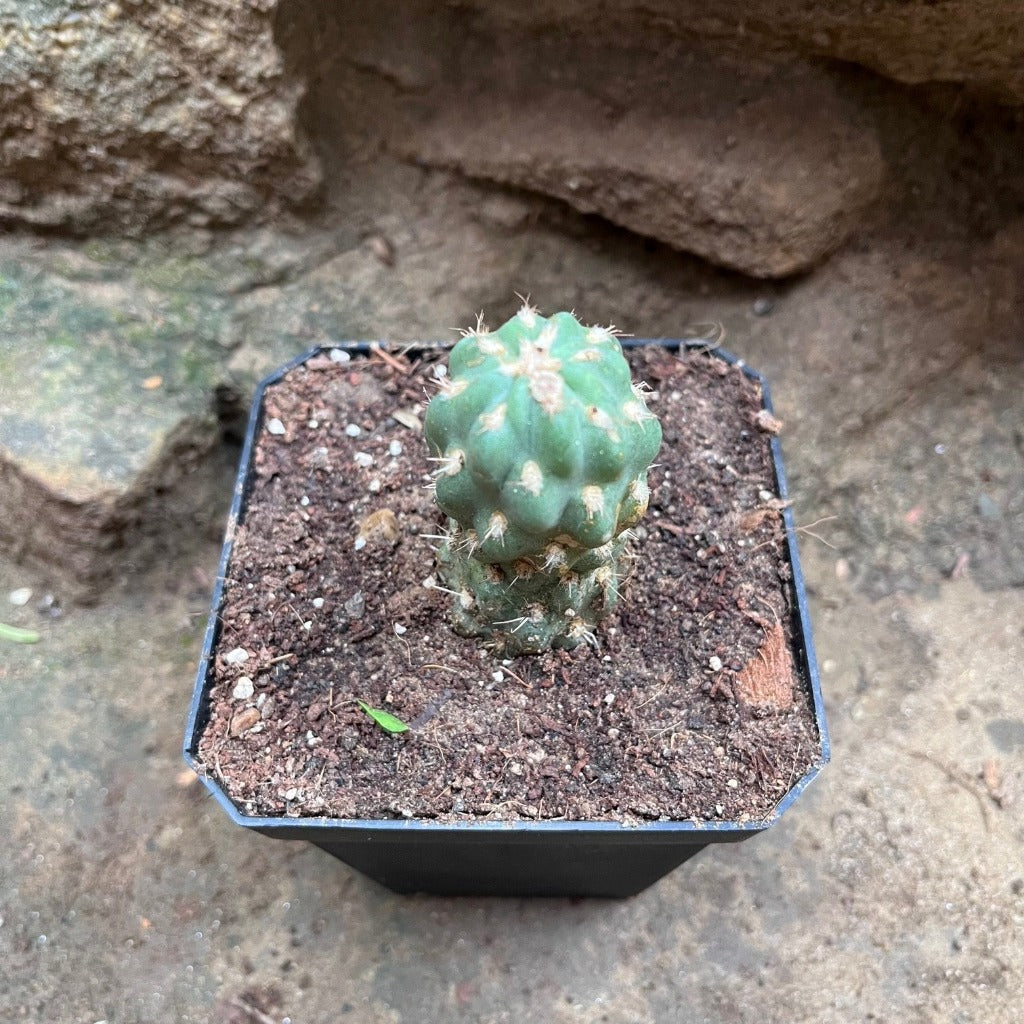 Cleistocactus fieldianus subsp. tessellatus Cactus Plant - myBageecha