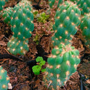 Cleistocactus fieldianus subsp. tessellatus Cactus Plant