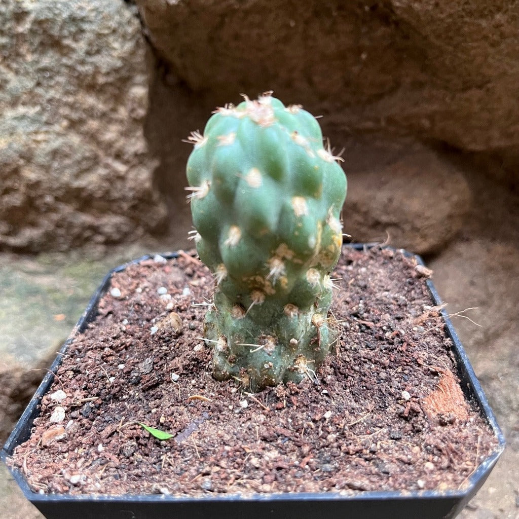 Cleistocactus fieldianus subsp. tessellatus Cactus Plant - myBageecha