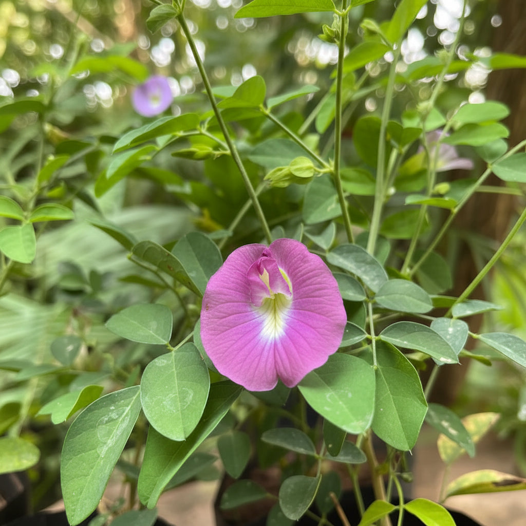 Close up of Clitoria Ternatea Aparajita Shankhpushpi Single Pink flower