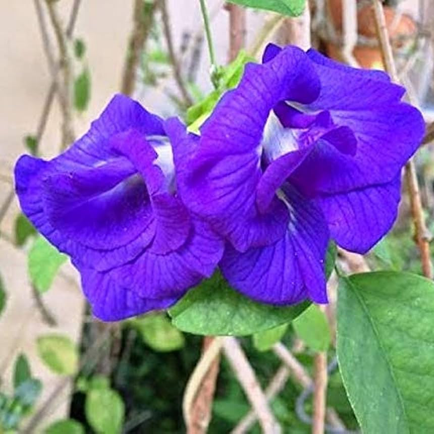 Clitoria ternatea 'Double Blue'-mybageecha