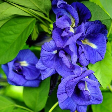Clitoria ternatea 'Double Blue'-myBageecha