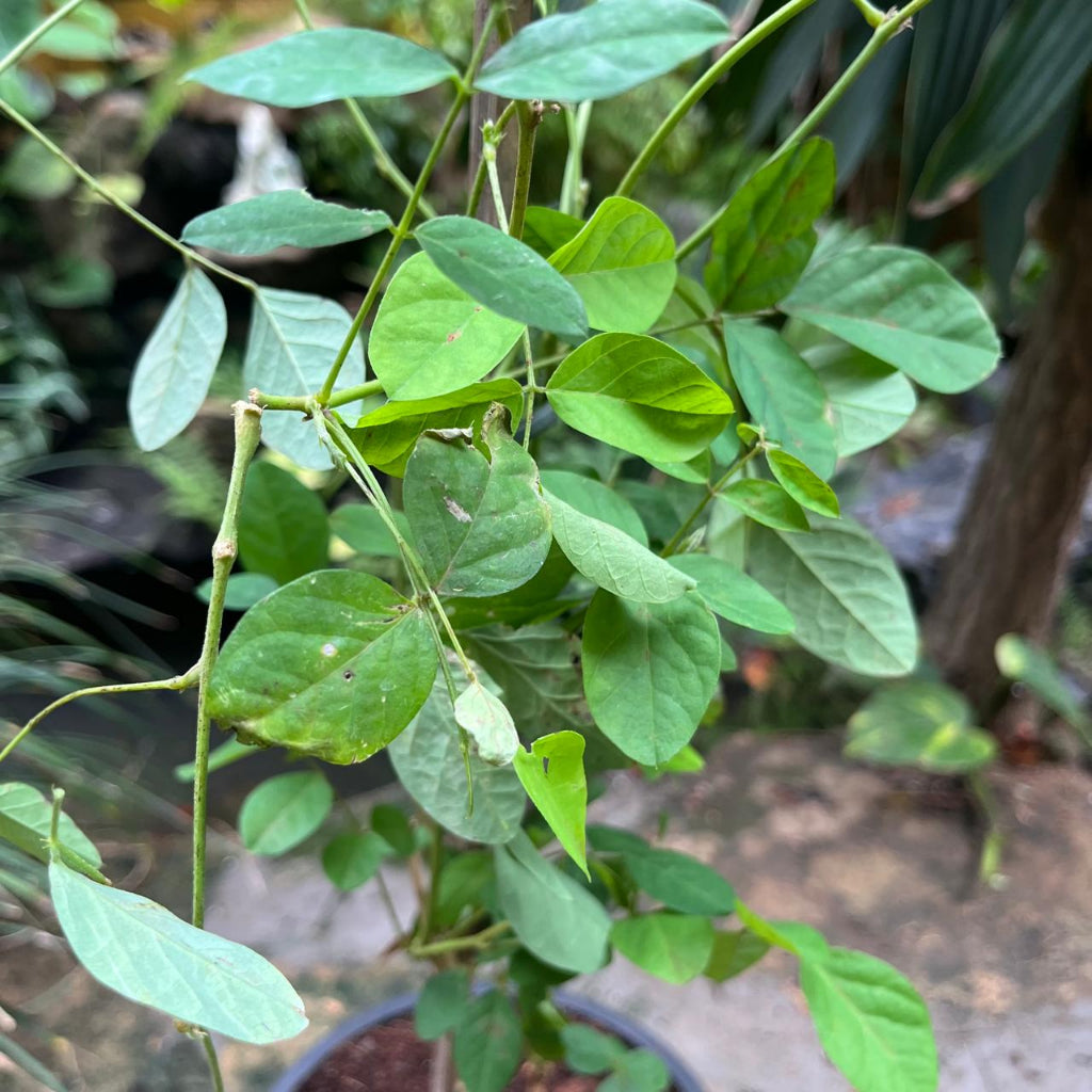 Clitoria ternatea 'Double Blue'-mybageecha