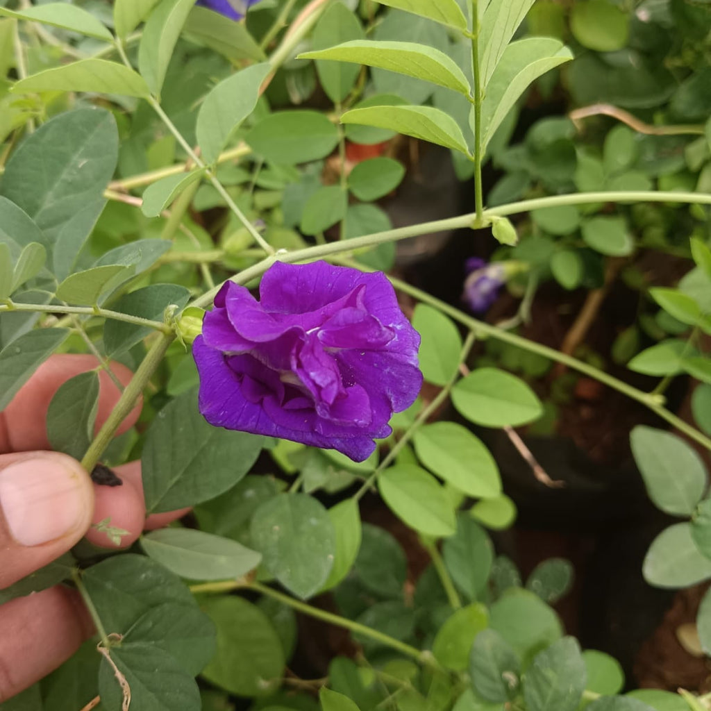Clitoria ternatea 'Double Blue'-myBageecha