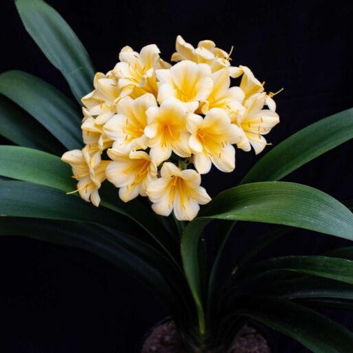 Clivia Miniata Yellow Blush Plant-myBageecha