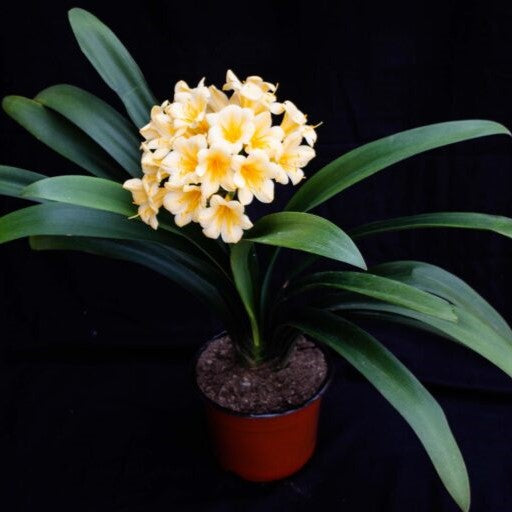 Clivia Miniata Yellow Blush Plant-myBageecha