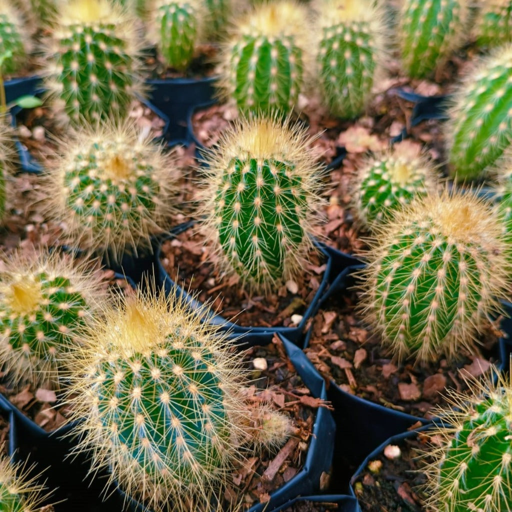 Austrocephalocereus estevesii Cactus Plant - myBageecha