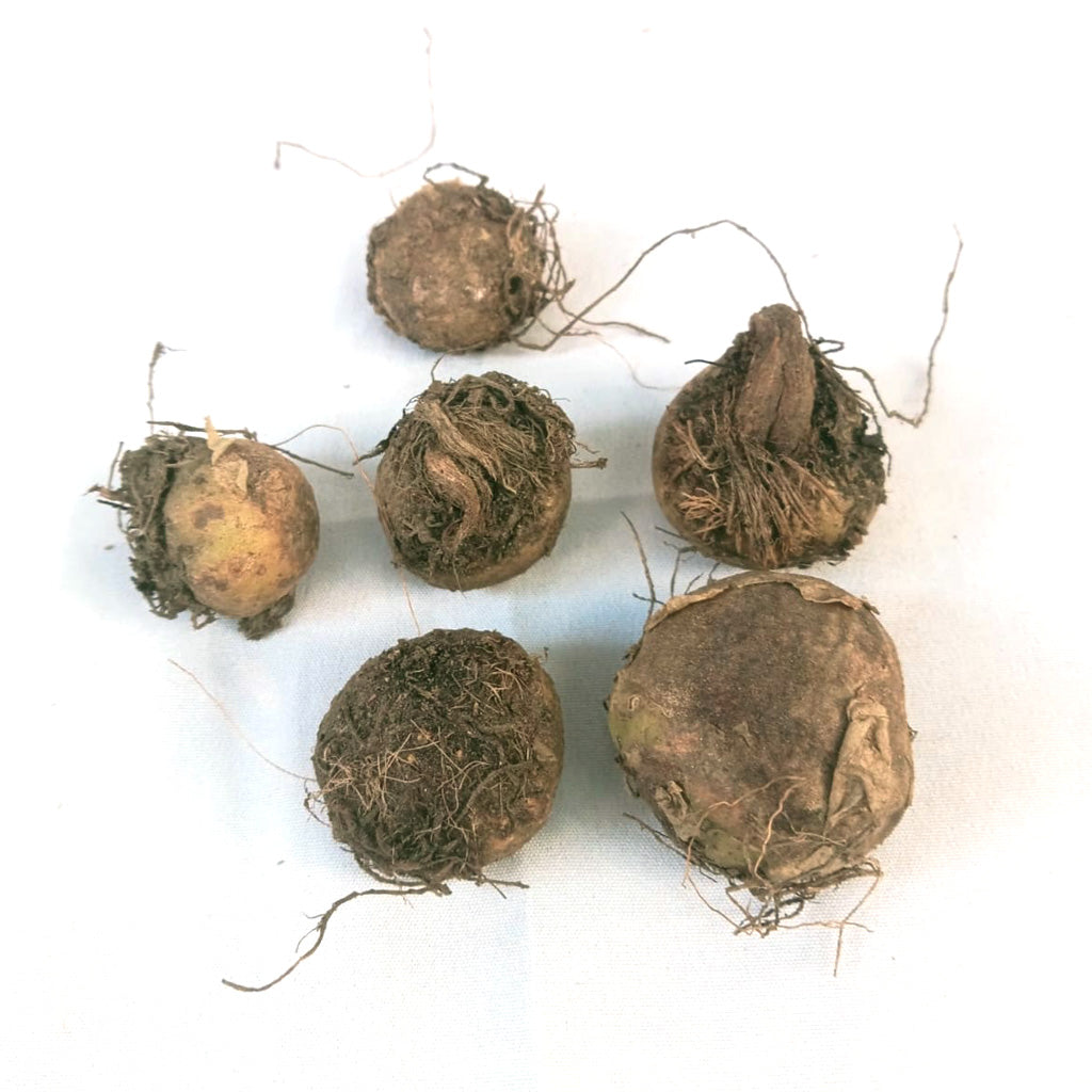 Colocasia esculenta 'Illustris'- Chamagadda bulbs