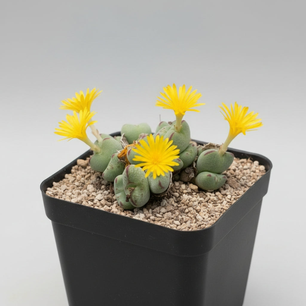 Conophytum flavum in plastic pot-myBageecha
