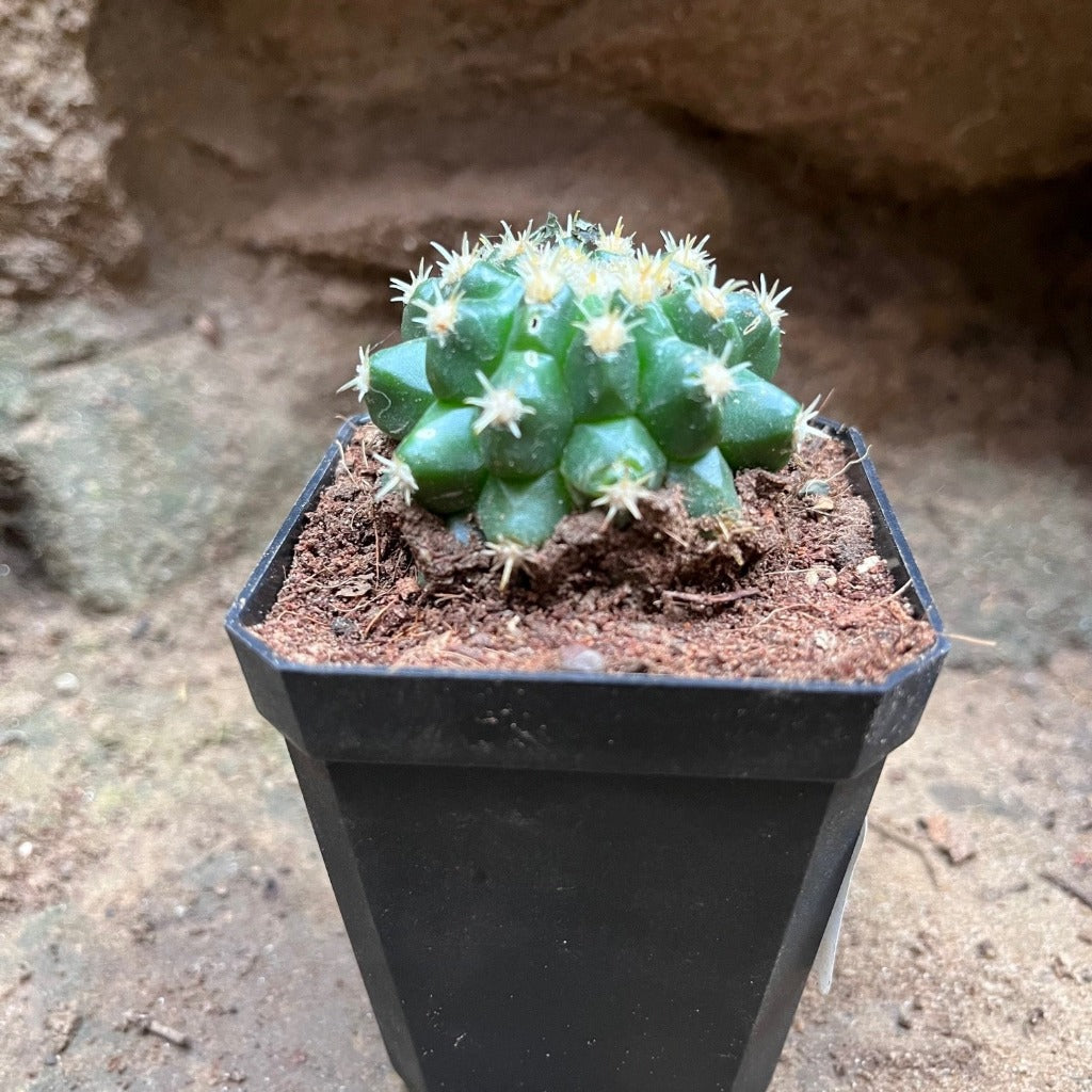 Coryphantha Elephantidens Cactus Plant - myBageecha