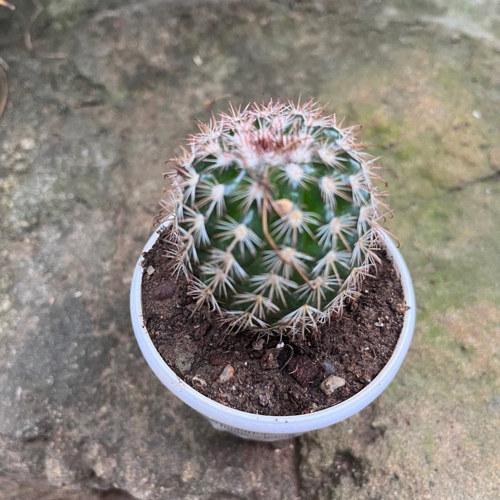 Coryphantha pseudoechinus ssp.laui Cactus Plant - myBageecha