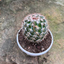 Coryphantha pseudoechinus ssp.laui Cactus Plant