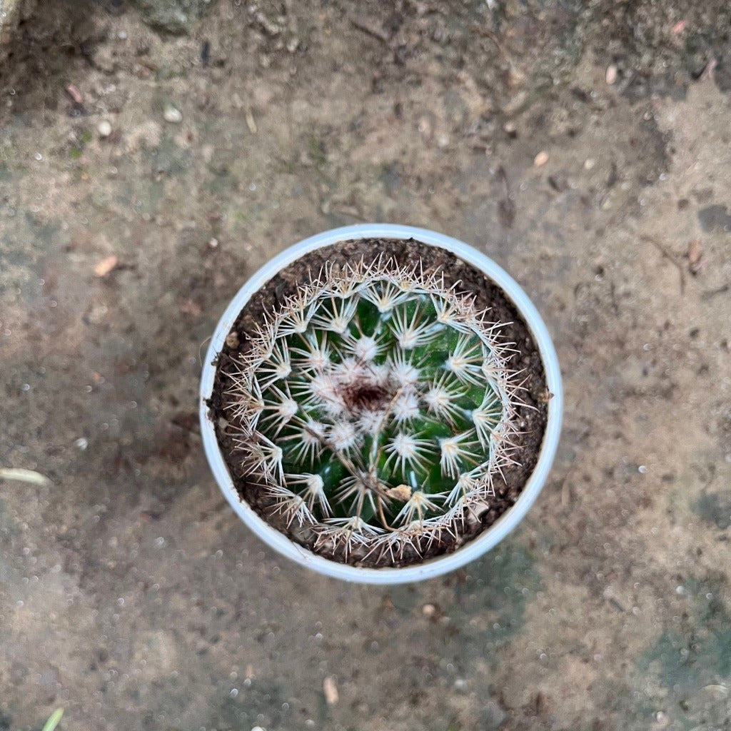 Coryphantha pseudoechinus ssp.laui Cactus Plant - myBageecha