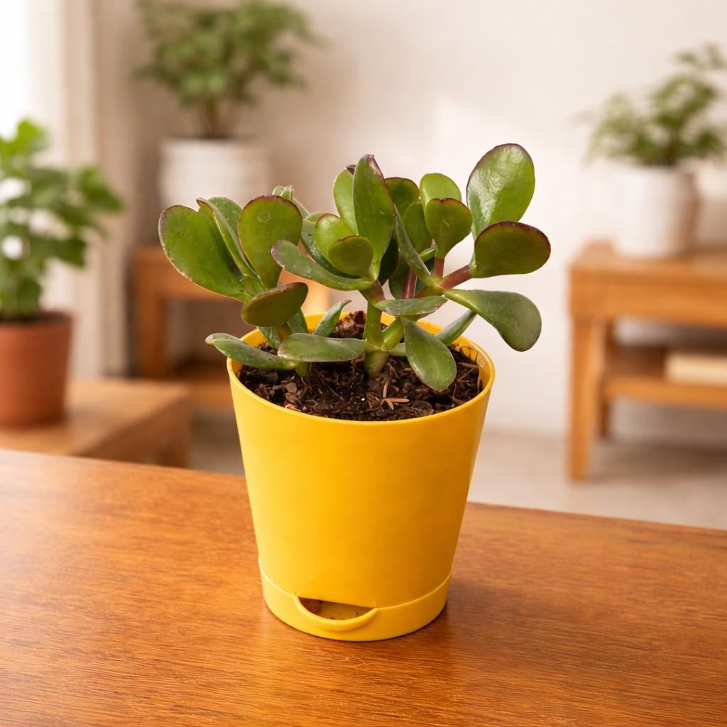 Crassula Ovata Compacta Succulent Plant close view - myBageecha