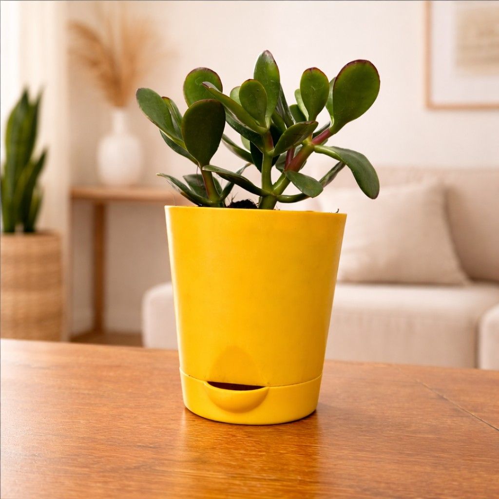 Crassula Ovata Compacta Succulent Plant front view - myBageecha