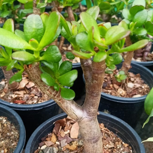 money tree plant succulent Crassula Ovata – Decorative Succulent Plant