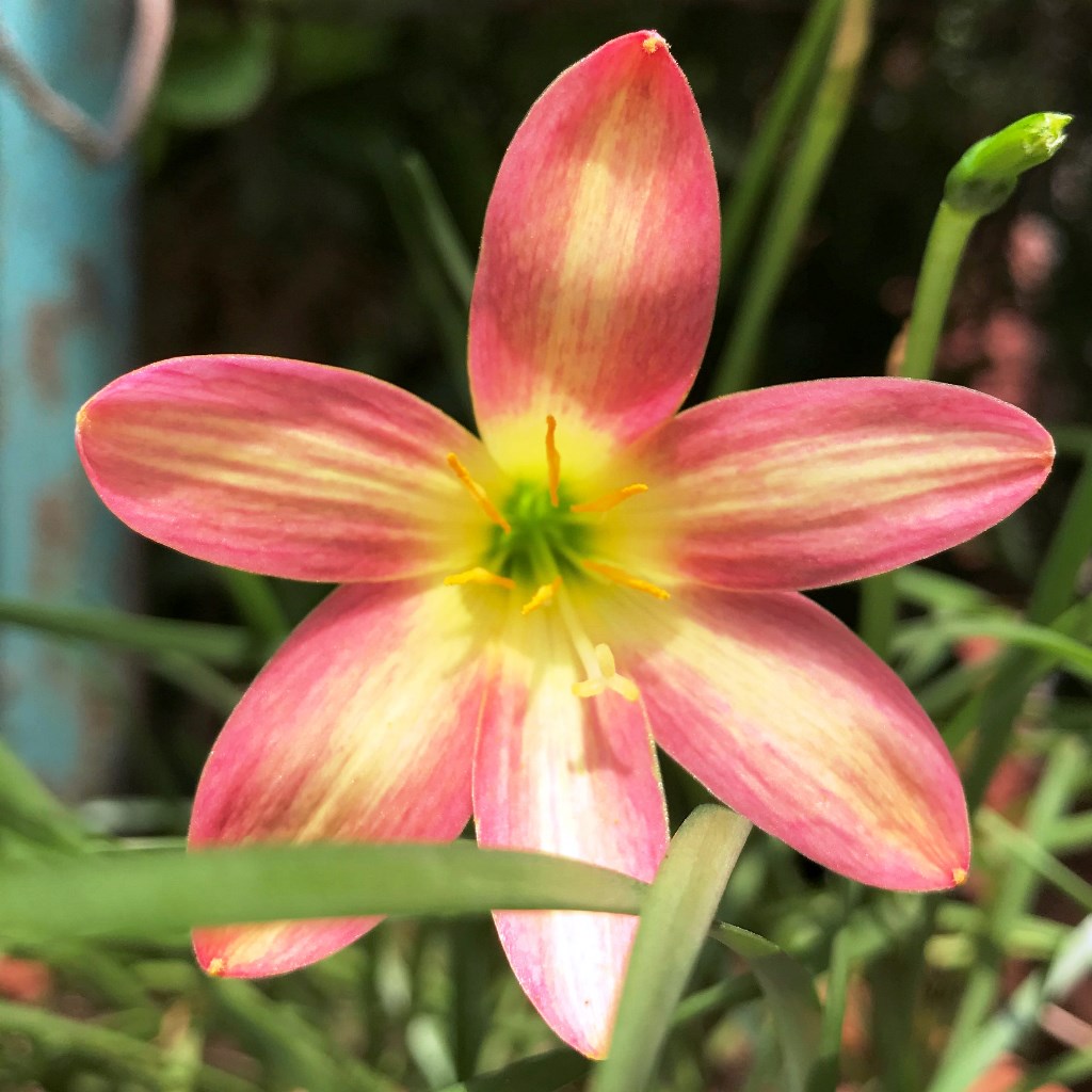Rain Lily 'Crimson Sunset' (Bulbs)