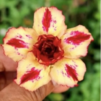 Crimson Burst Adenium Plant-myBageecha