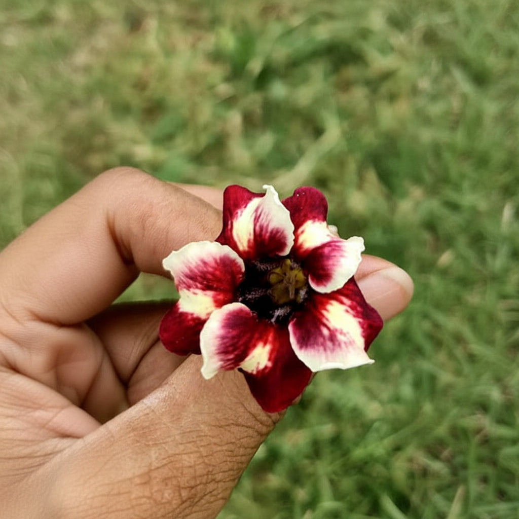 Crimson Rosella Adenium Plant-myBageecha