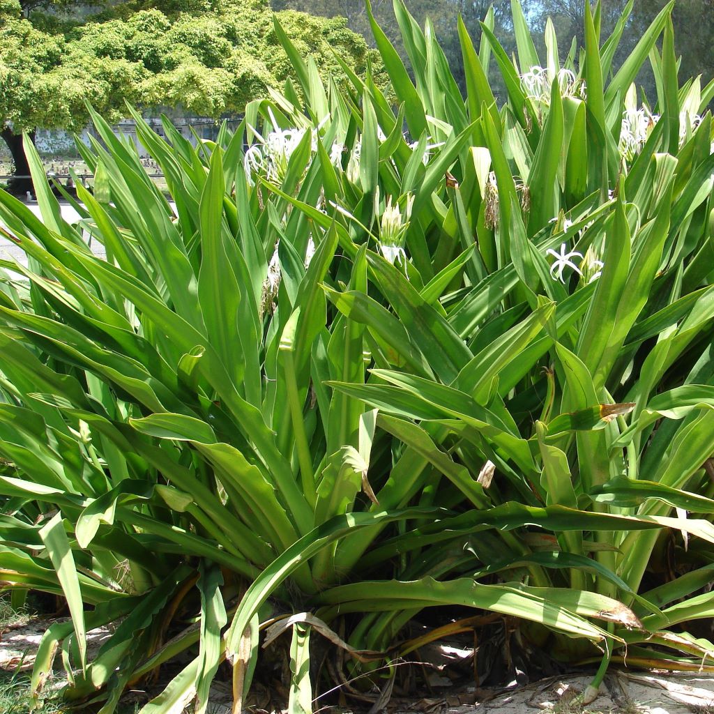 Crinum asiaticum (Bulbs)-myBageecha