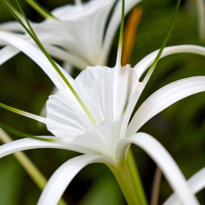 Crinum asiaticum (Bulbs)-myBageecha