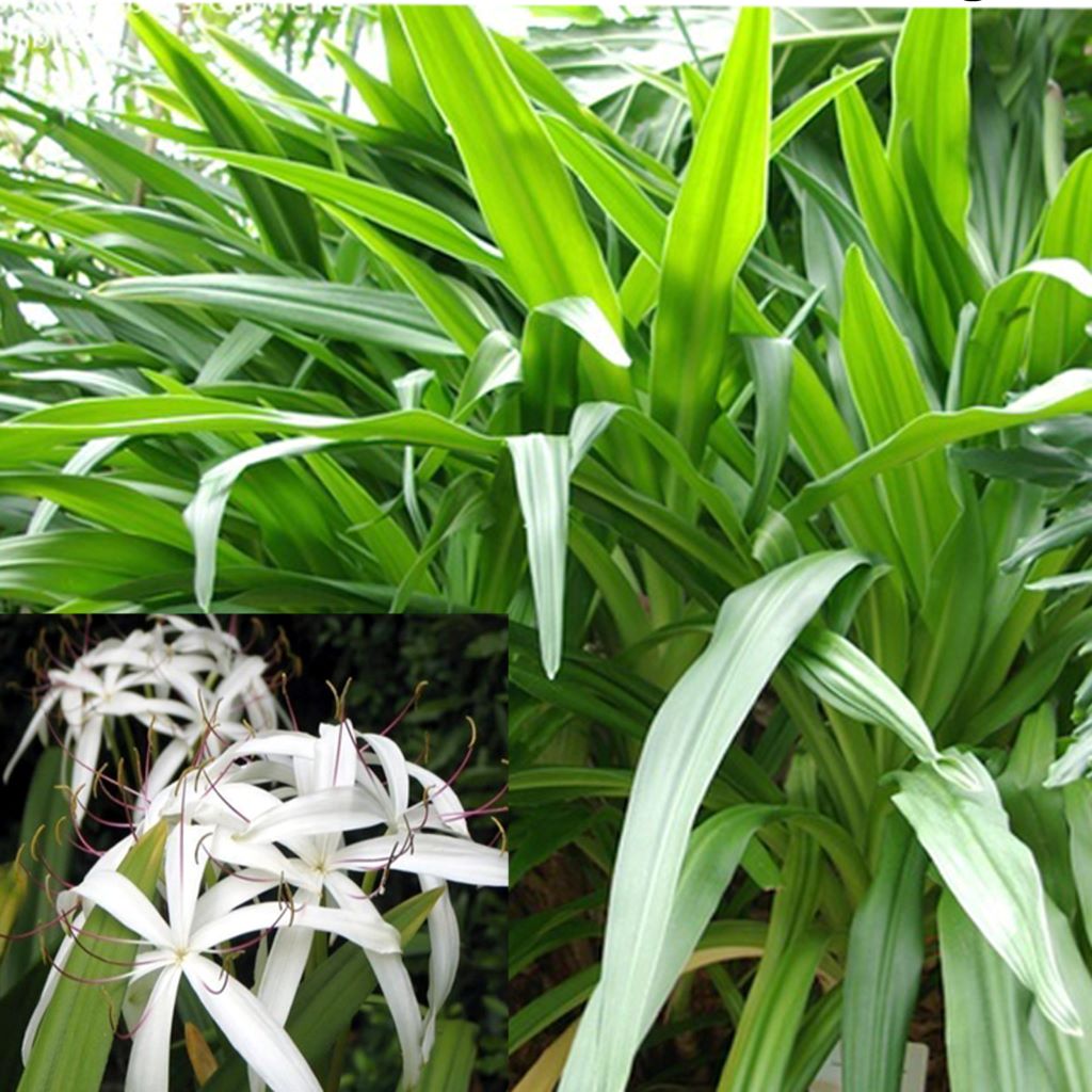 Crinum asiaticum (Bulbs)-myBageecha