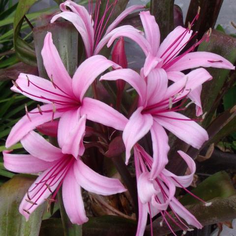 Crinum menehune (Bulbs)-myBageecha