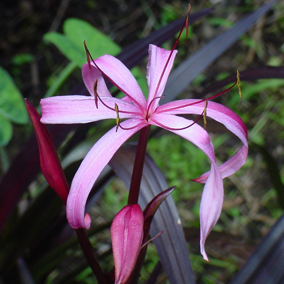 Crinum menehune (Bulbs)-myBageecha