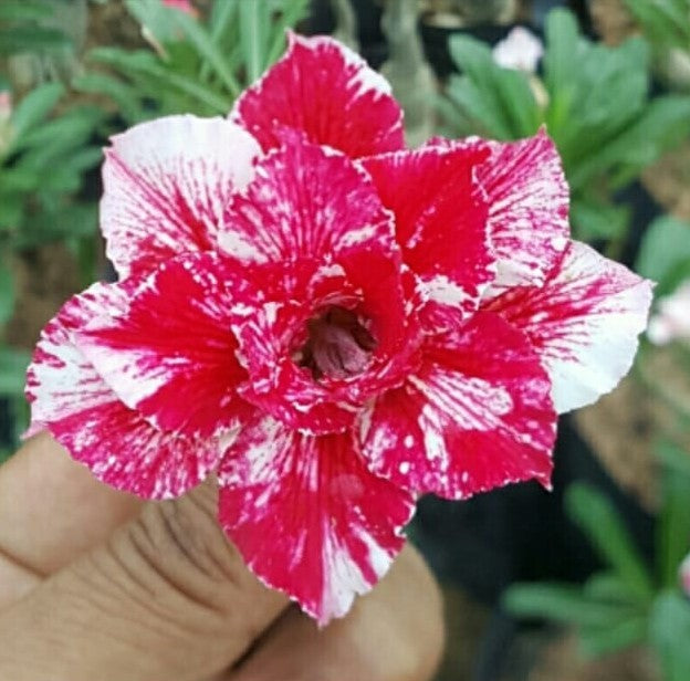 Crispum Hybrid 'Burgundy Blossom' Adenium plant-myBageecha