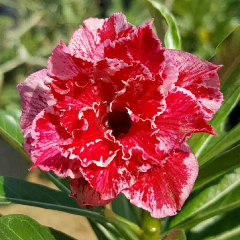Crispum Hybrid 'Burgundy Blossom' Adenium Plant-myBageecha