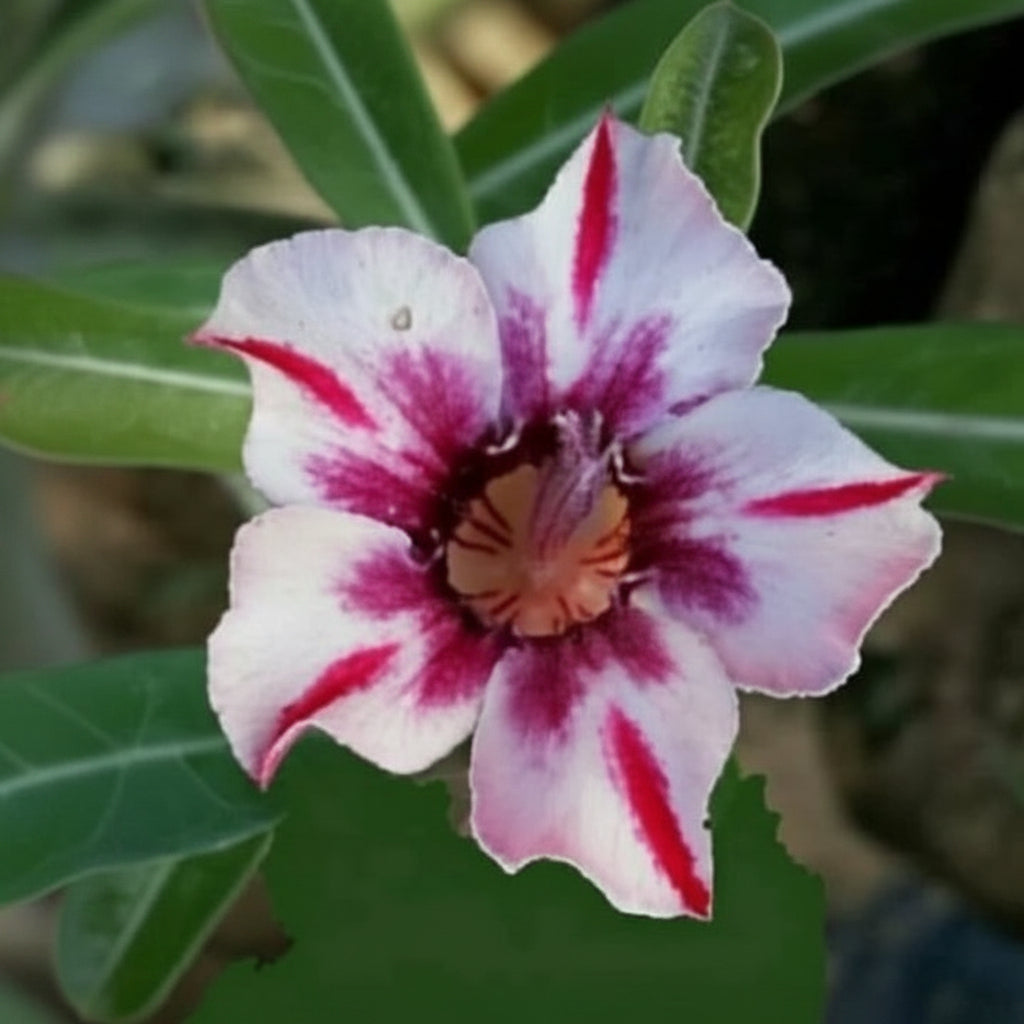 Crispum Hybrid 'Phoenix Star' adenium- mybageecha
