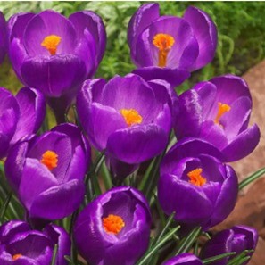 Crocus ‘Flower Record’ Bulbs – Rich Purple Spring Blooms