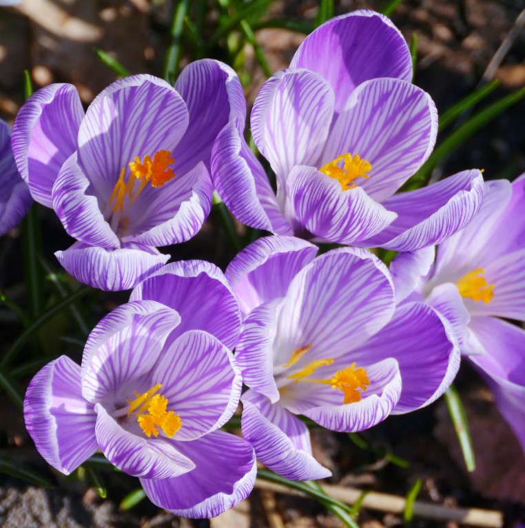 Crocus 'Pickwick' ( Bulbs)-myBageecha