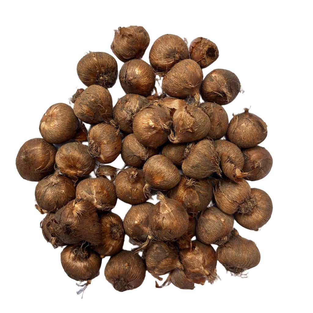 Crocus bulbs cluster showcasing natural texture and rounded shape for spring blooms