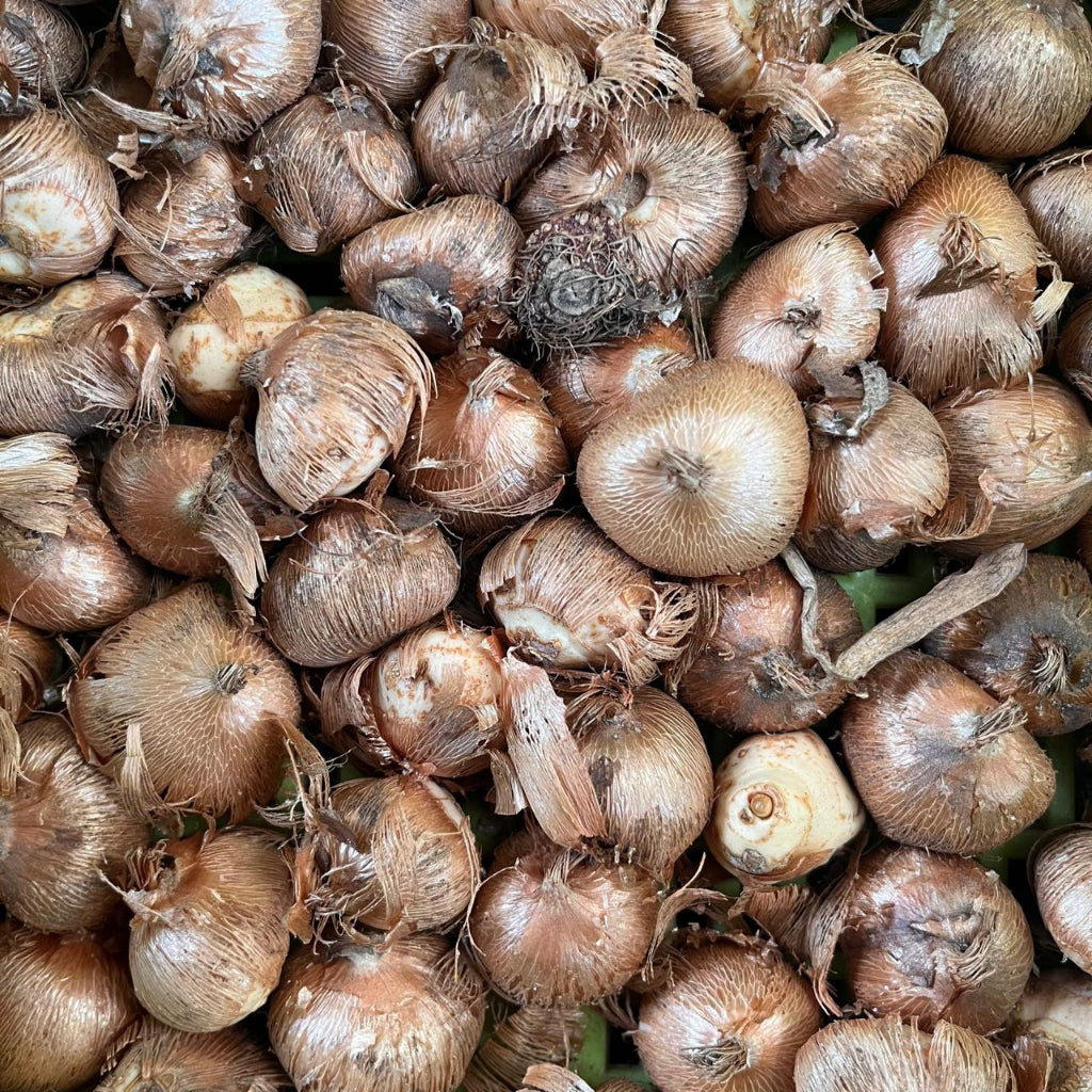 Crocus ‘Flower Record’ Bulbs