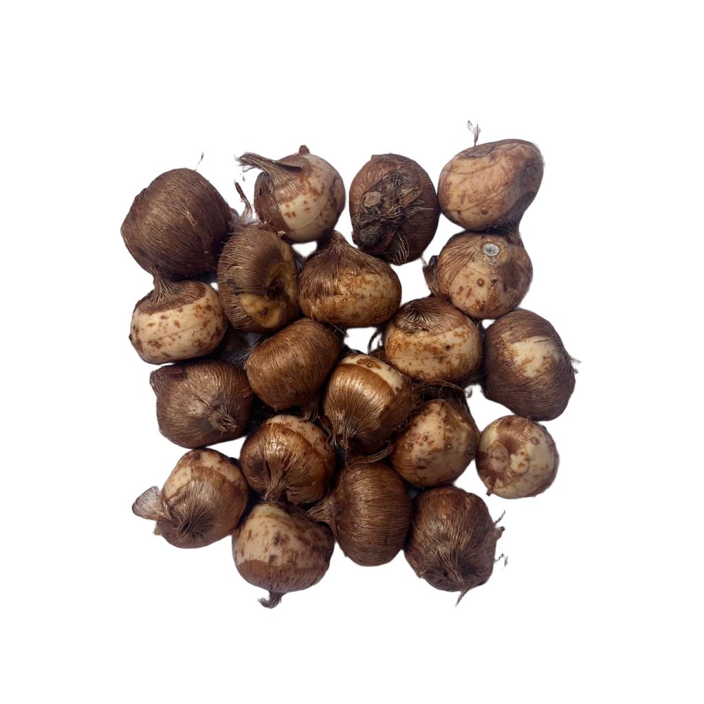 Crocus ‘Jeanne d’Arc’ corms producing pristine white blossoms in early spring