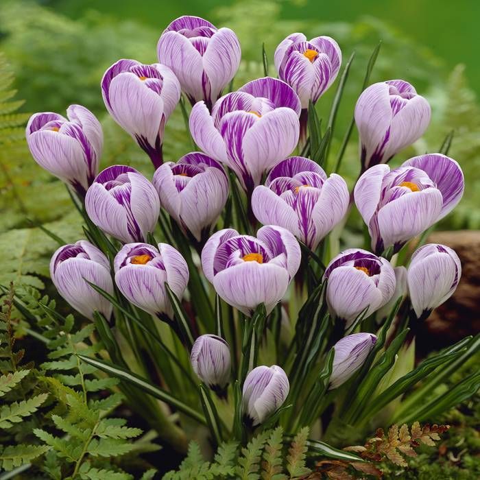 Lavender Crocus Pickwick flowers with purple stripes and bright yellow centers