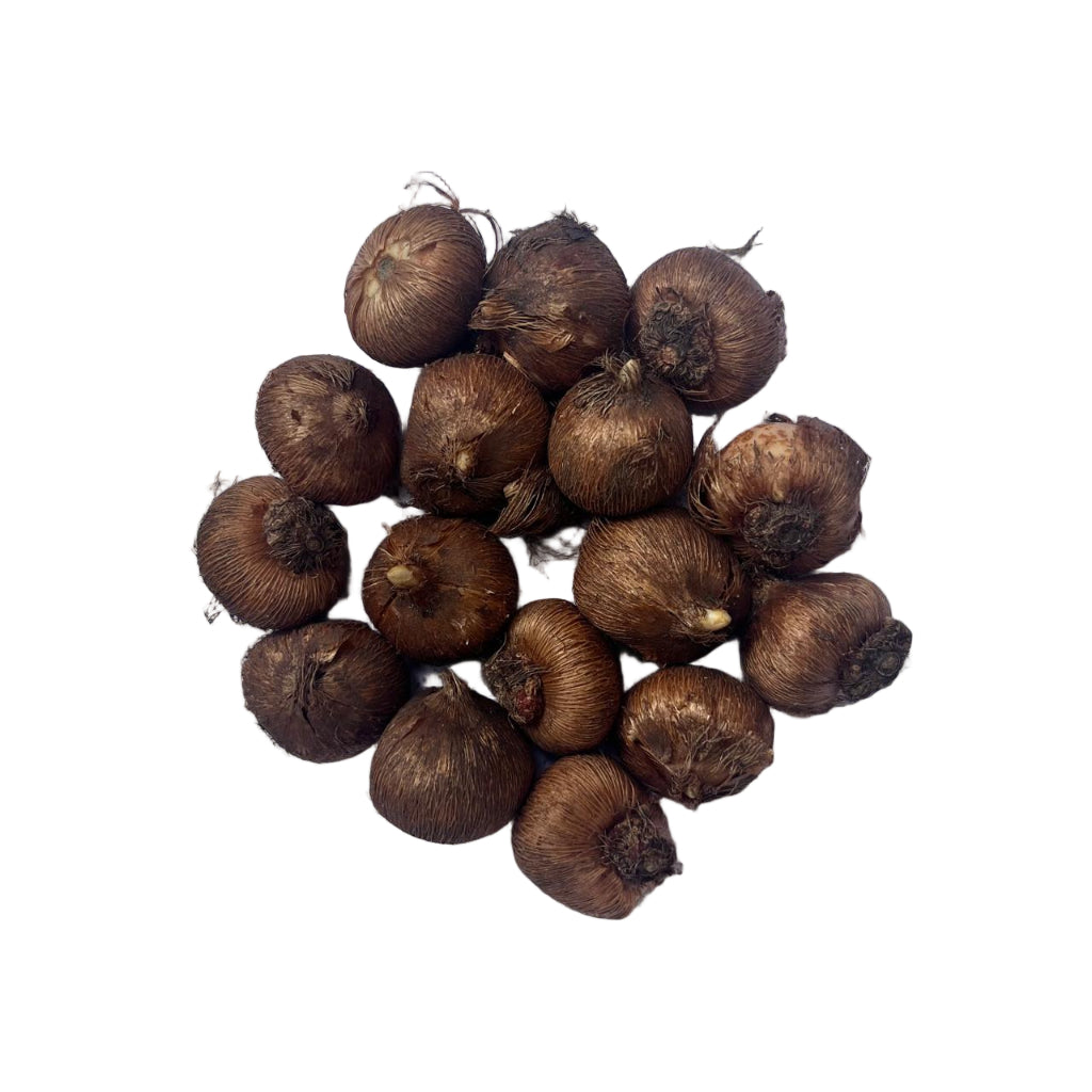 Crocus ‘Pickwick’ corms known for striking purple-white striped spring blossoms