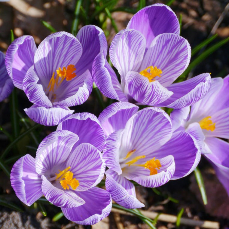 Crocus ‘Pickwick’ Bulbs – Striped Lavender Spring Flowers