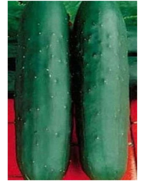 Fruiting vegetable, summer harvest - mybageecha