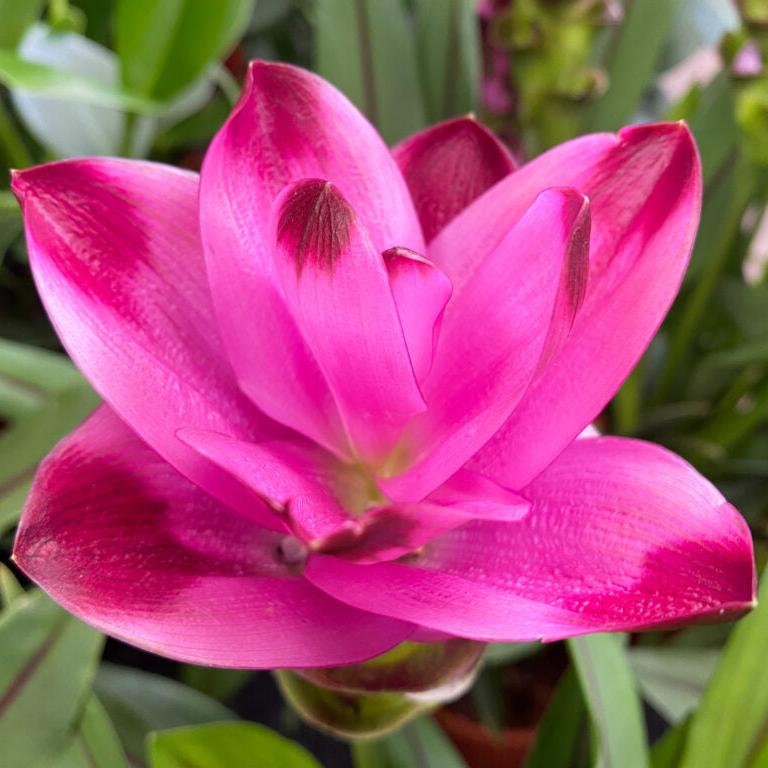 Curcuma aromatica-myBageecha