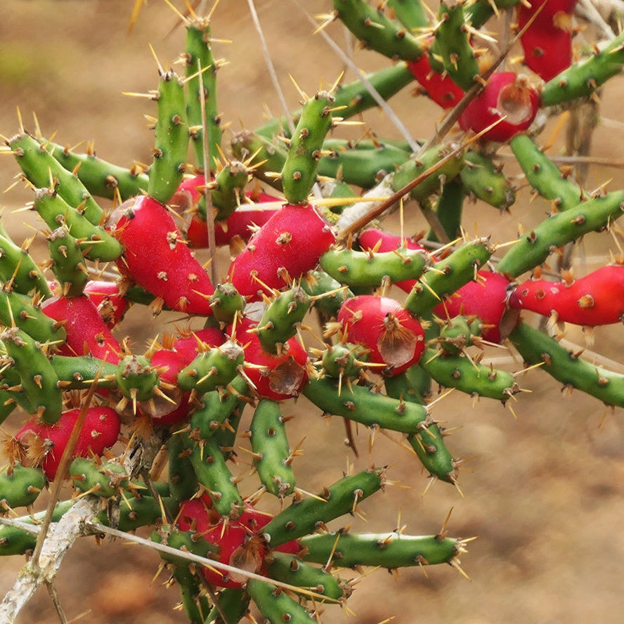 Cylindropuntia leptocaulis (Desert Christmas Cactus) plant-myBageecha