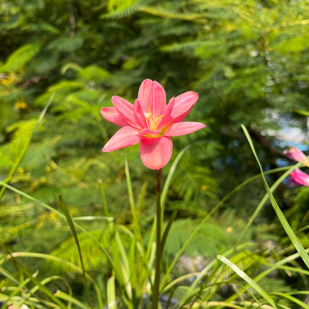 Rain Lily 'Darly Joy' flower with a yellow center blooming on a green stem amidst lush green foliage.