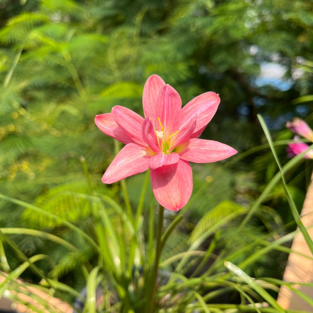 Rain Lily 'Darly Joy'  pink flower with six petals and a yellow-green center, growing among green grass-like foliage outdoors with a blurred green background.